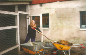 Nuori henkilö luo lantaa navetassa.