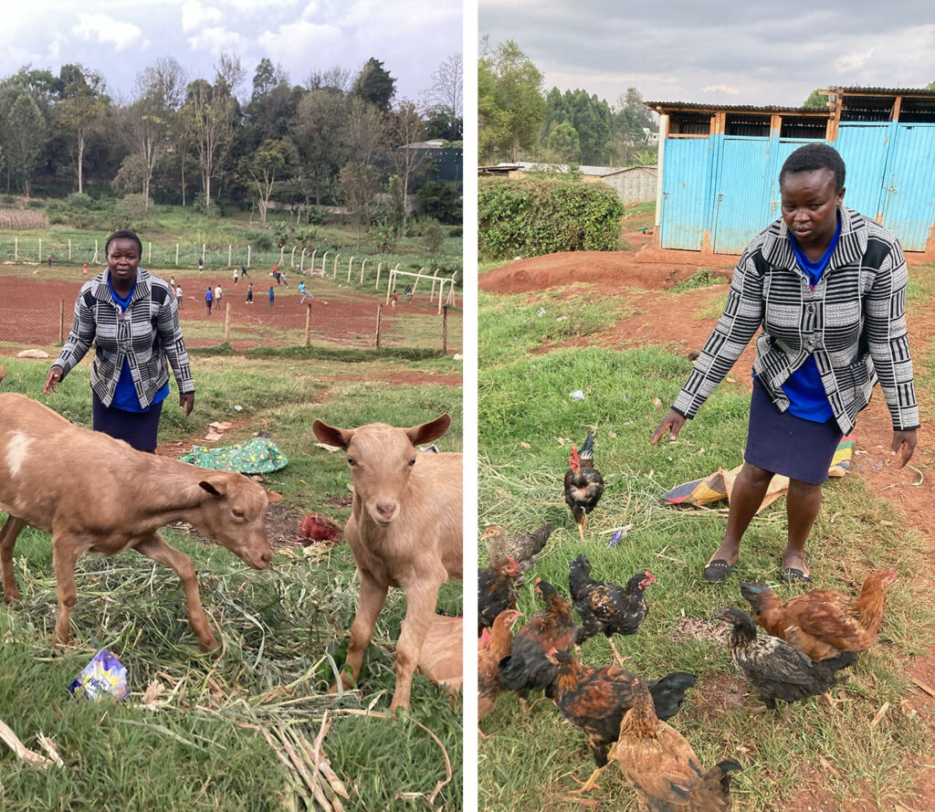 Vierekkäin kaksi valokuvaa: nuori nainen ja 2 vuohta sekä sama henkilö ja lauma kanoja nurmikolla punahiekkaisen jalkapallokentän laidalla.