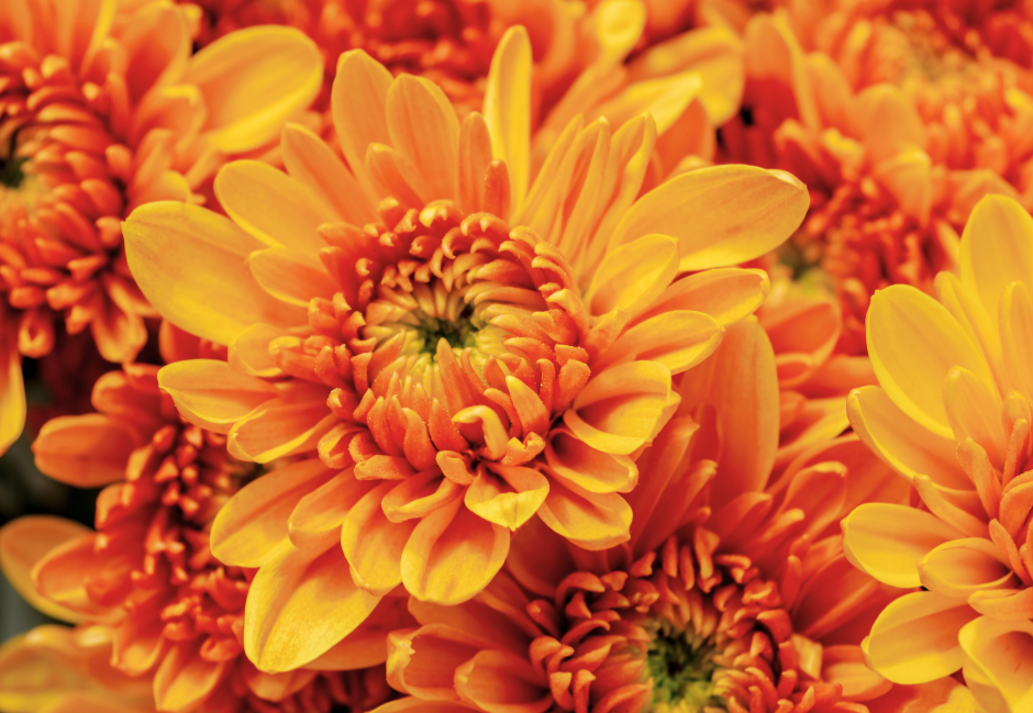 Oransseja gerberakukkia.